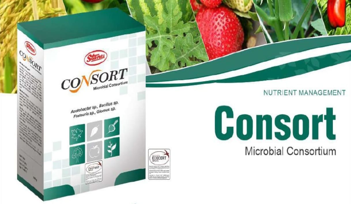 consort